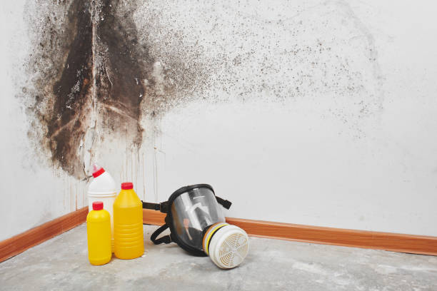 Best Insurance-Related Mold Remediation in Moscow, PA