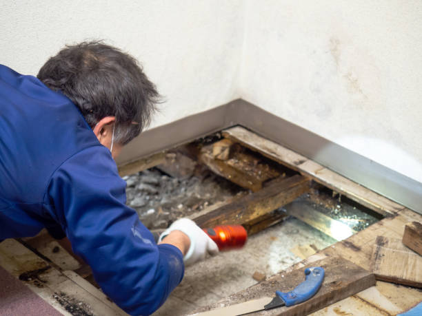 Best DIY Mold Remediation Support Services in Moscow, PA